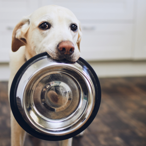 Tre posti in cui mangiare a Rimini e dintorni con il cane